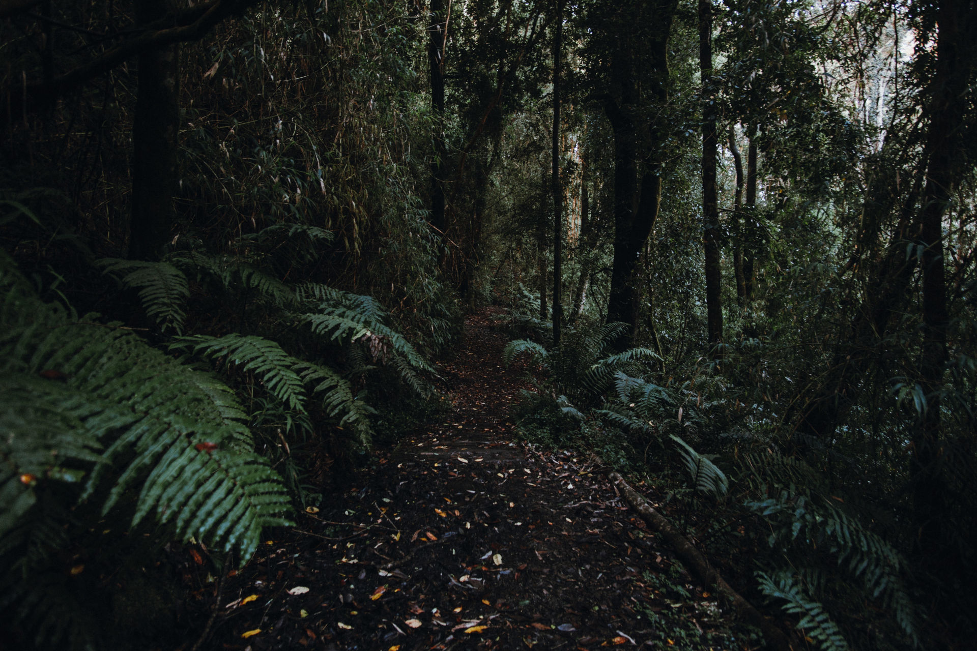 Bosque
