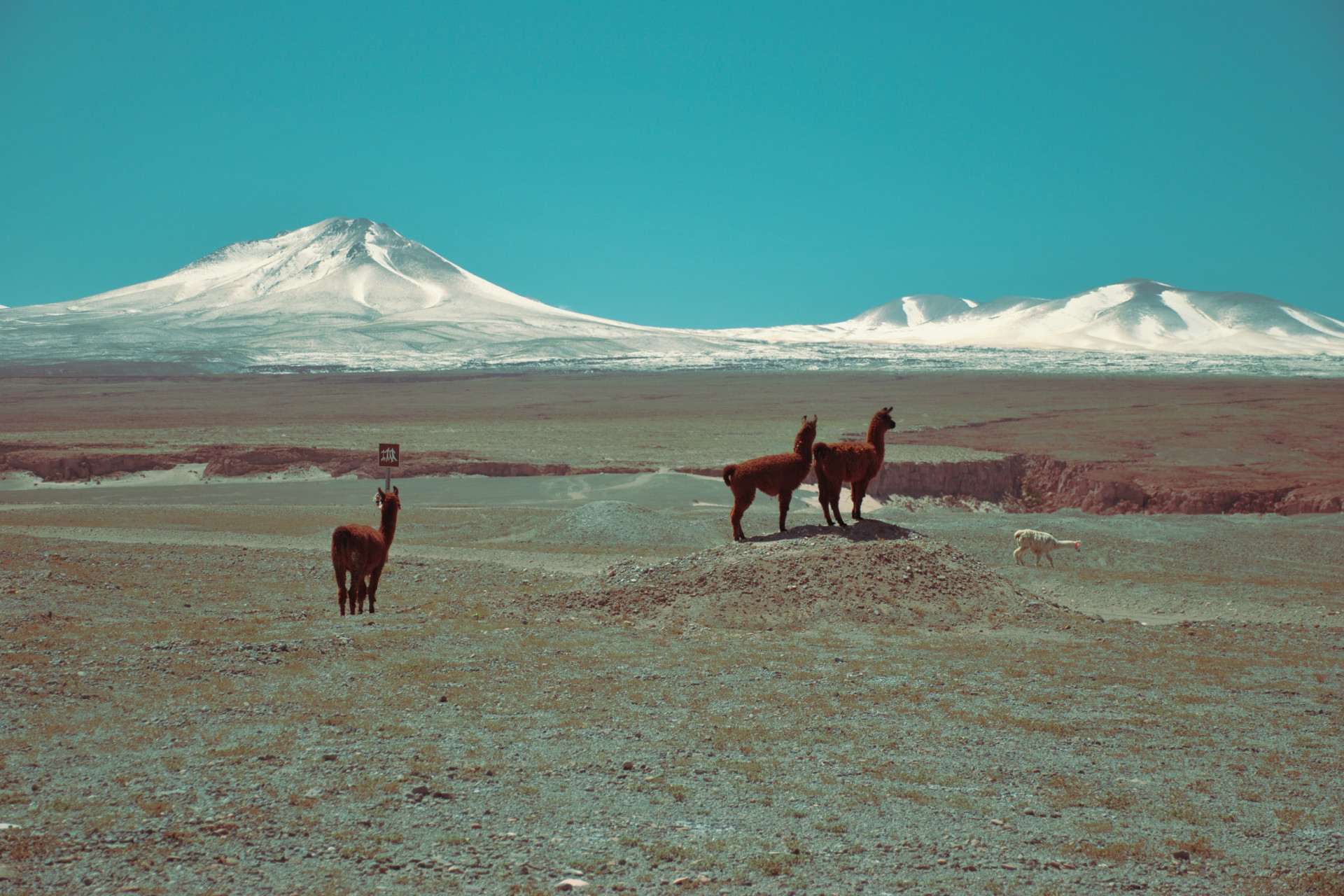 Alpacas