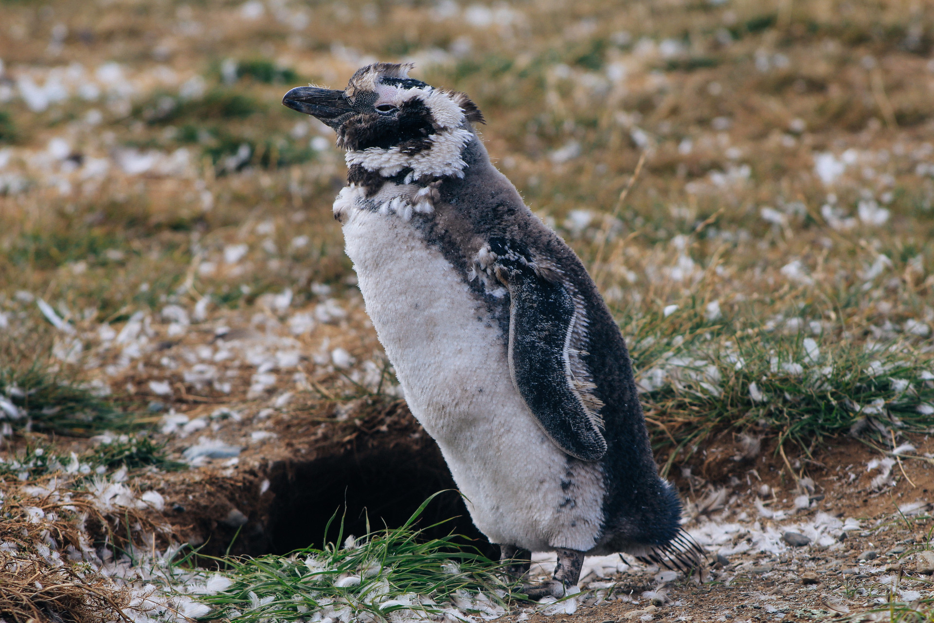 Pingüino